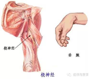 肱三头肌与肘肌的起止点（肘关节伸的肌肉！）-7