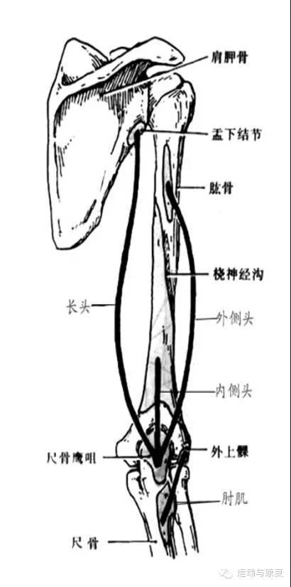 肱三头肌与肘肌的起止点（肘关节伸的肌肉！）-2