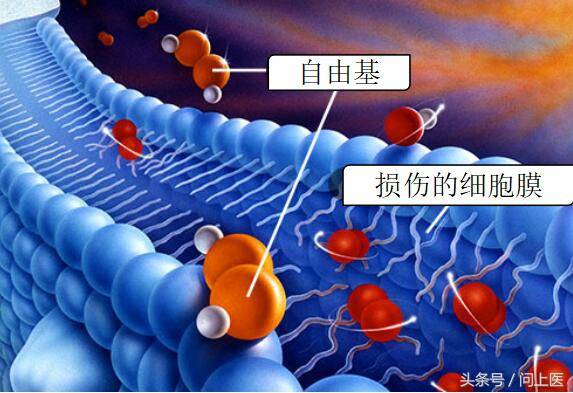 什么是抗氧化剂？（抗氧化剂是什么？）-2