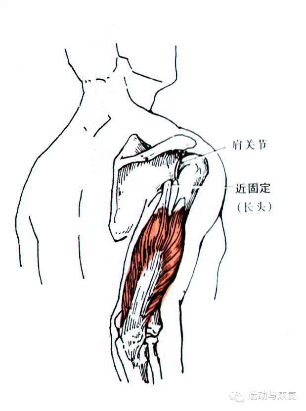 肱三头肌与肘肌的起止点（肘关节伸的肌肉！）-3