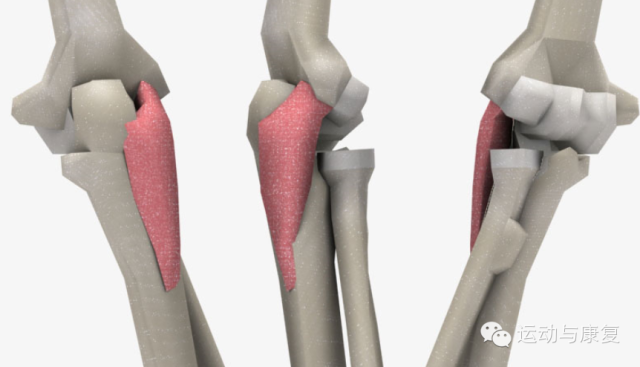 肱三头肌与肘肌的起止点（肘关节伸的肌肉！）-5