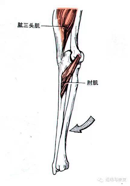 肱三头肌与肘肌的起止点（肘关节伸的肌肉！）-4