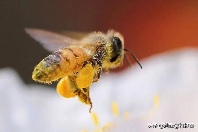 蜂花粉的功效与作用 花粉在蜂群中的十大作用 掌上生意经