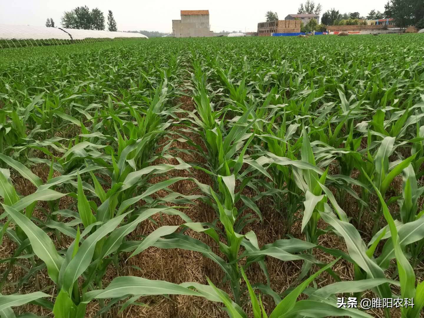 玉米除草剂（玉米田最好用的几个除草剂）