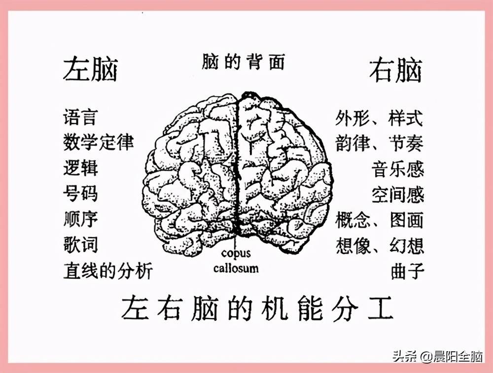 开发促进左右脑记忆潜能发展的几点小妙招