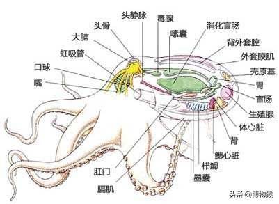 章鱼血是什么颜色（章鱼的血液是蓝色的？）