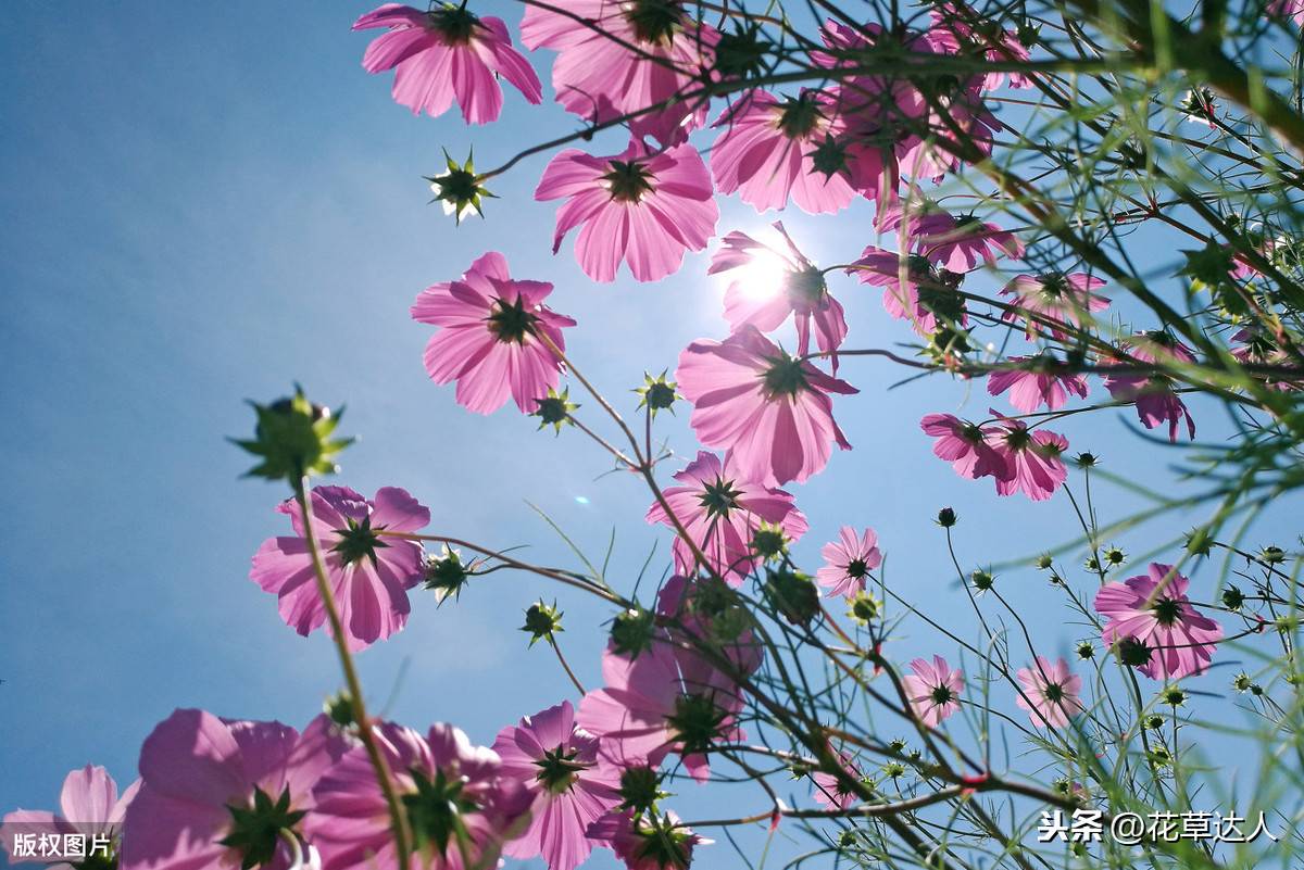 格桑花花语（格桑花花语是什么）