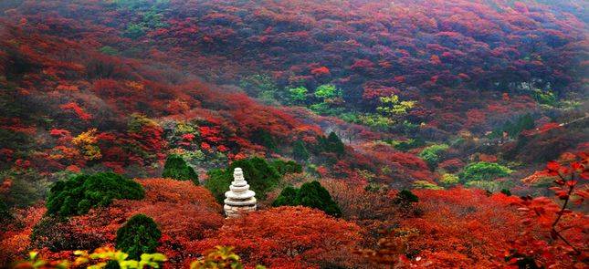 山东秋季旅游去哪里好玩？咱家门口玩个够