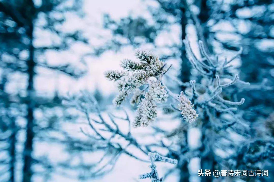 咏雪最好的8首诗词，藏着千古名句，哪一首才是你心中的第一？