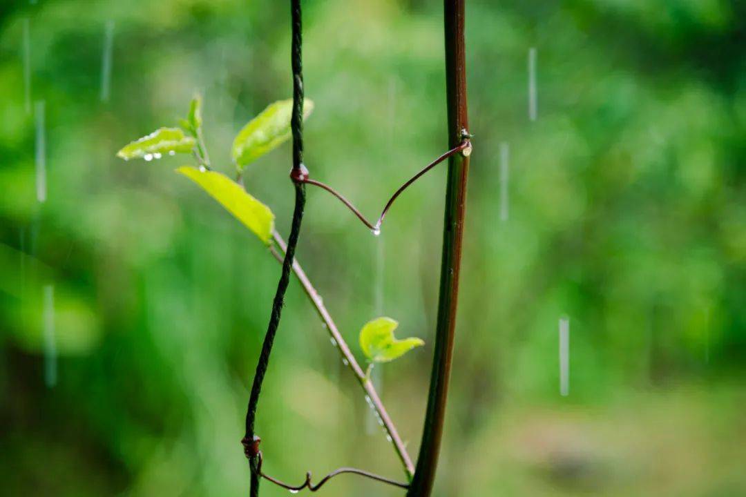 8首最美的春雨诗词，春雨润万物，人间朝气生