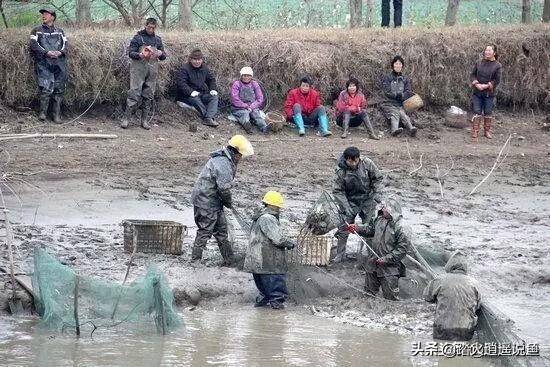 养鱼如何正确培育水蚤？我这里有几种不同方法，您常用哪种呢？