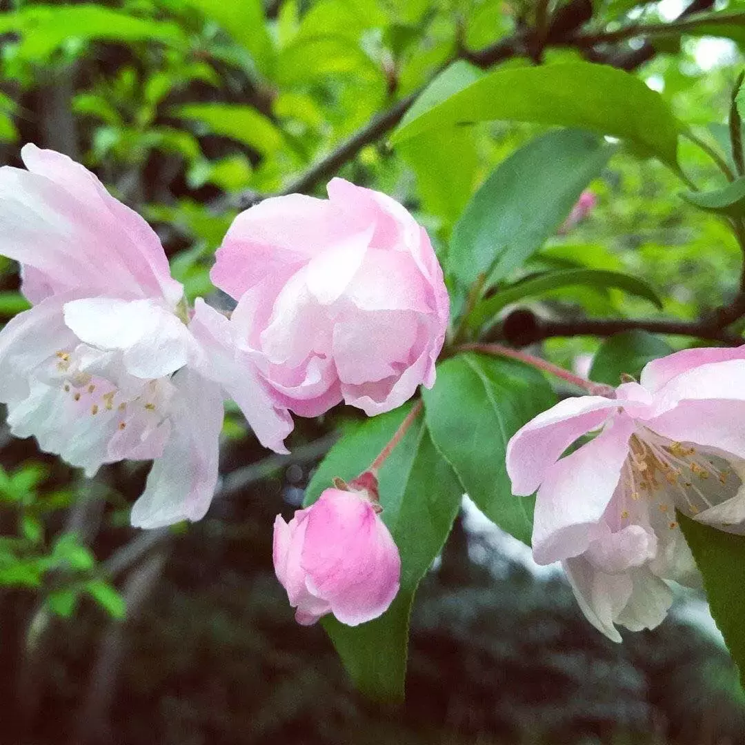 清明节必读的十首经典诗词，不能只会“清明时节雨纷纷”！