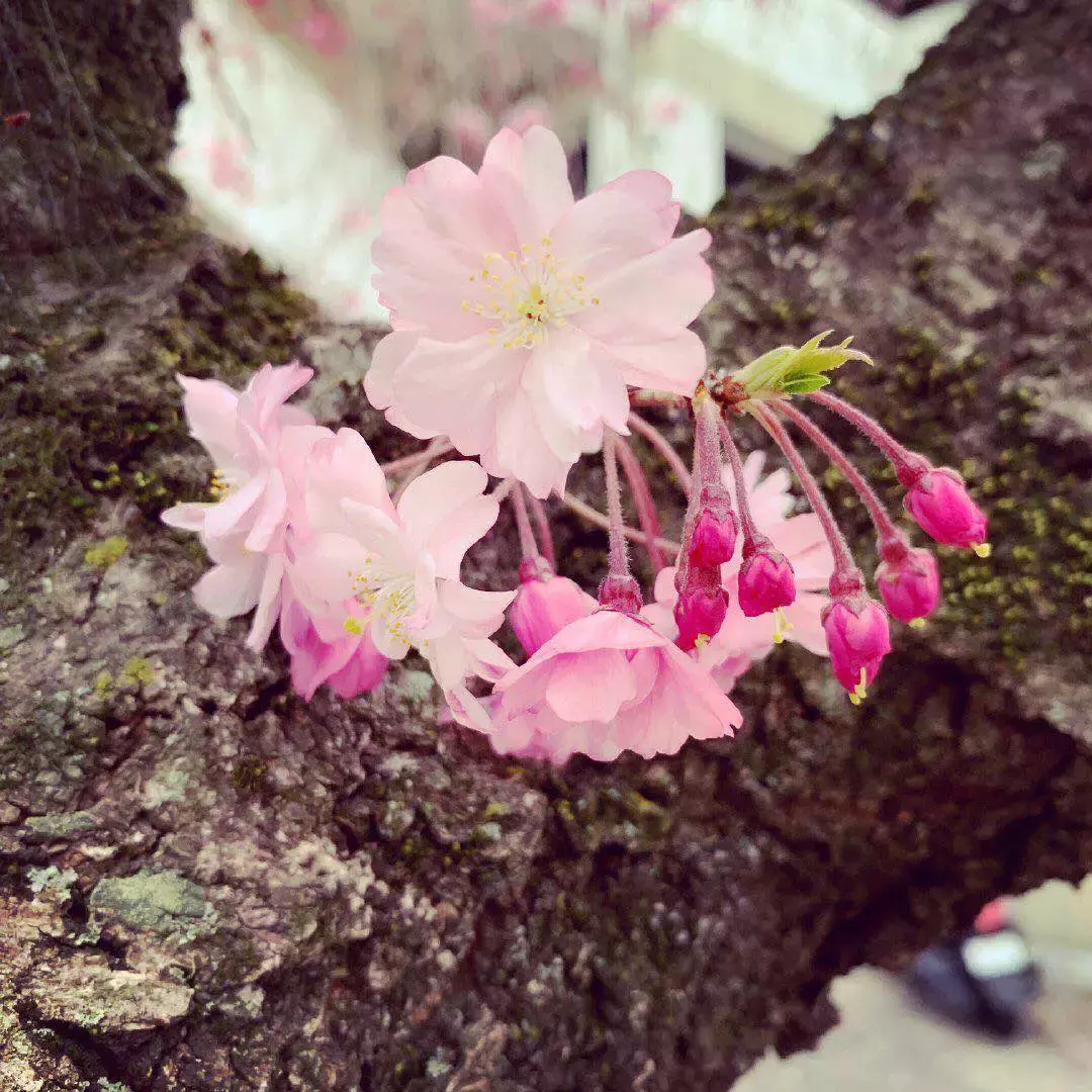 清明节必读的十首经典诗词，不能只会“清明时节雨纷纷”！