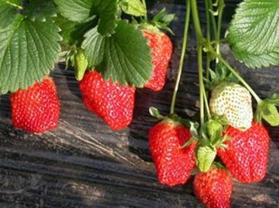 草莓用什么肥料最好