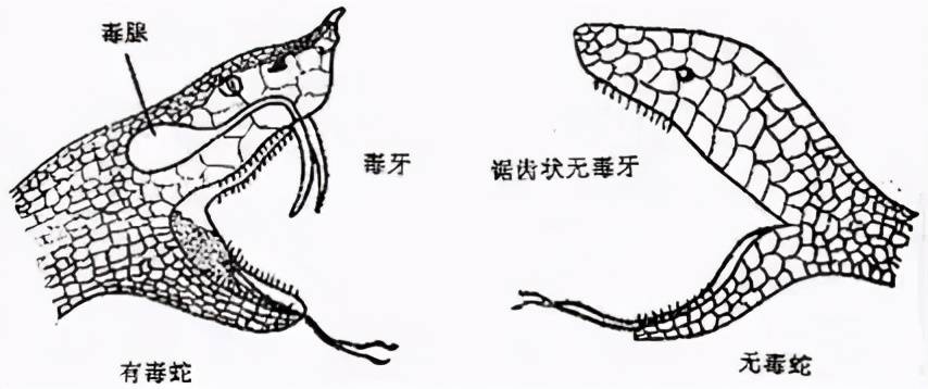 有毒蛇和无毒蛇如何区分？光看头可不行