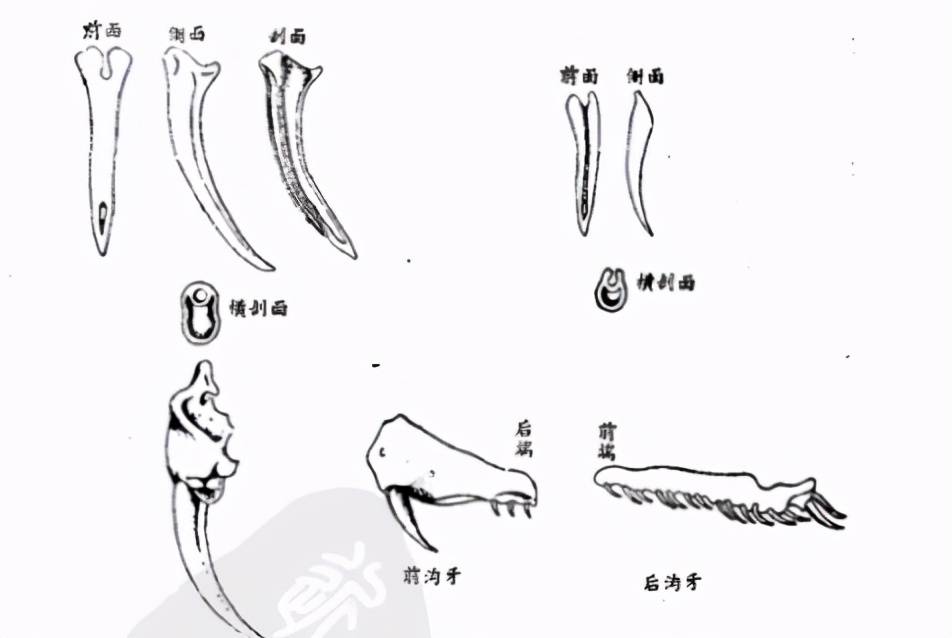 有毒蛇和无毒蛇如何区分？光看头可不行