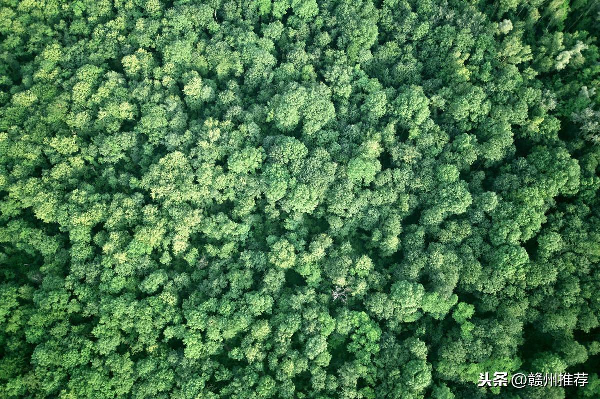 为什么要植树？植树能够带来多大的好处，你知道吗？