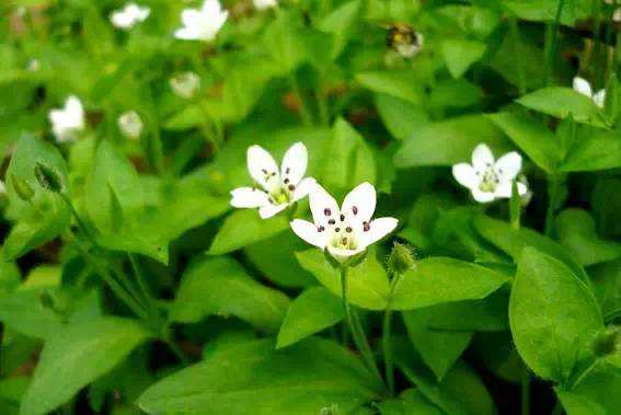 【家乡的花草树木——繁缕】