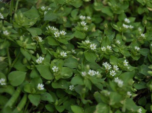 【家乡的花草树木——繁缕】