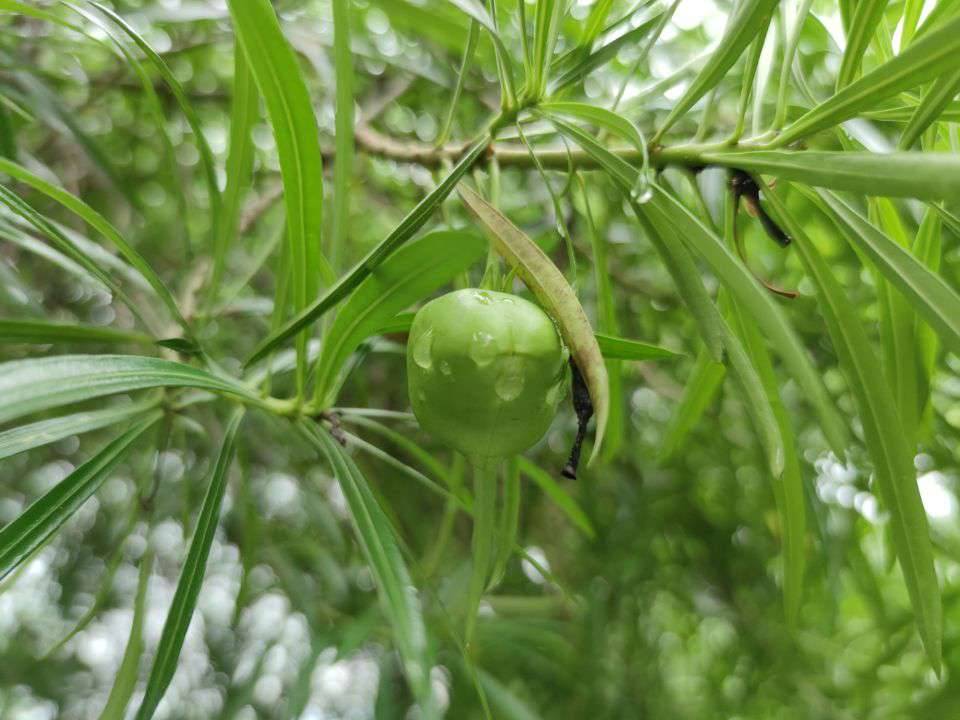 科普知识——夹竹桃