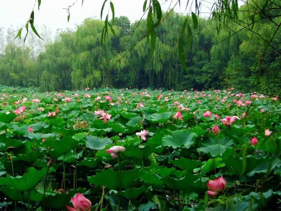 国家5A级景区(六十九)，江苏泰州市溱湖旅游景区