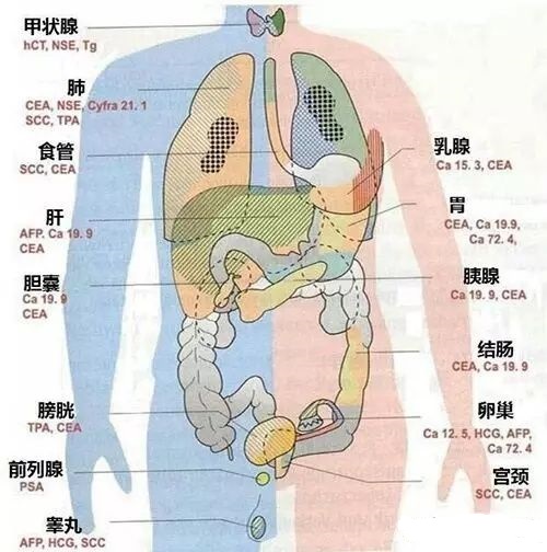 什么是tm（什么是TM认识肿瘤标记物）