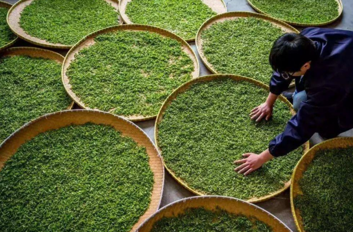 南京雨花茶（南京雨花茶的前生今世）-5