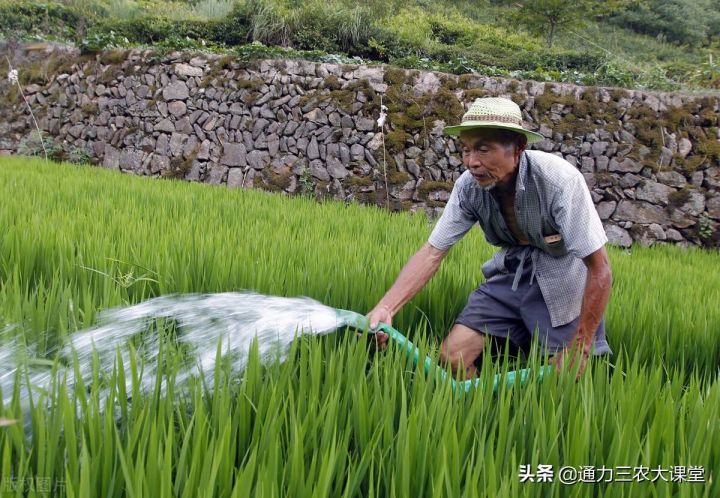 水稻种植（水稻高产种植技术分享）-4