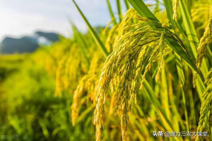 水稻种植（水稻高产种植技术分享）-3