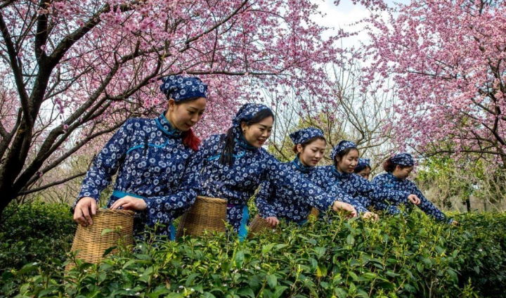 南京雨花茶（南京雨花茶的前生今世）-2