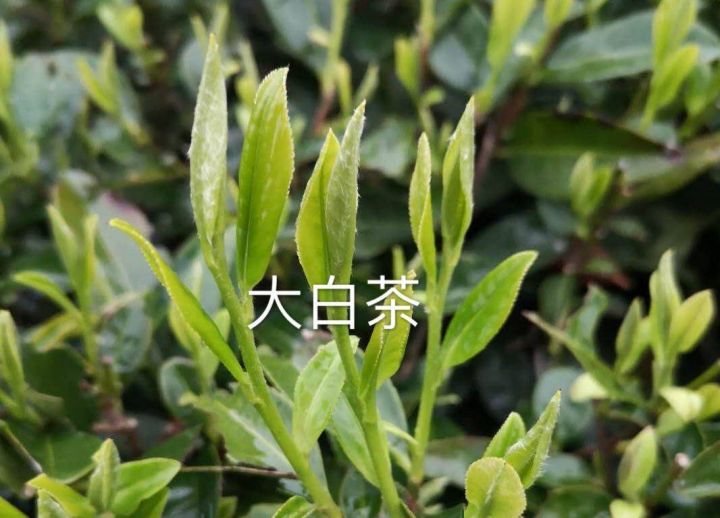 白茶有哪些（白茶分几大品种）-2