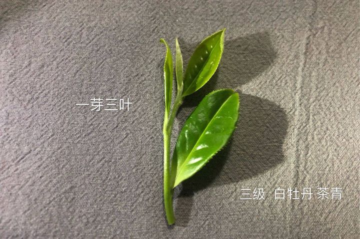 白茶有哪些（白茶分几大品种）-4