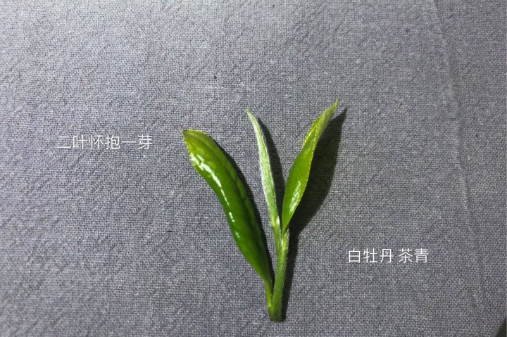 白茶有哪些（白茶分几大品种）-3