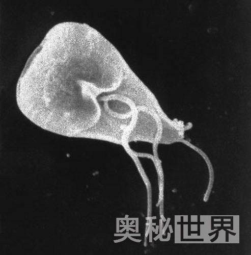 人体寄生虫（盘点最常见的10大人体寄生虫）-9