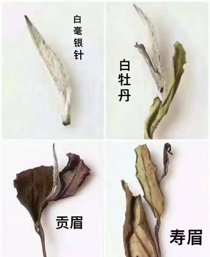 白茶有哪些（白茶分几大品种）-1