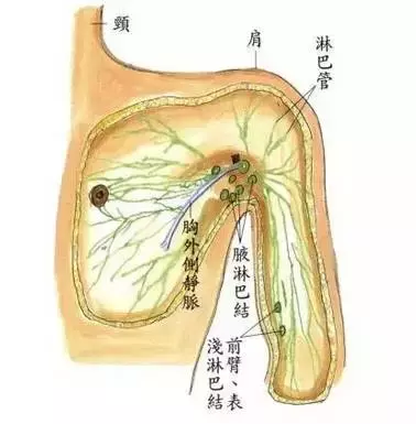 淋巴排毒為什麼要做淋巴排毒