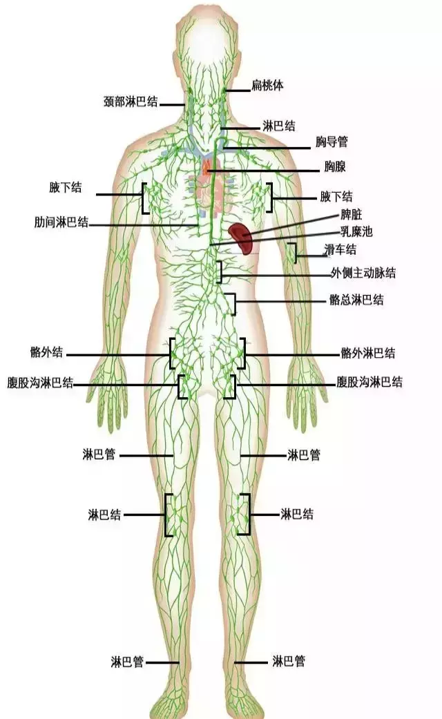 为什么要做淋巴排毒？