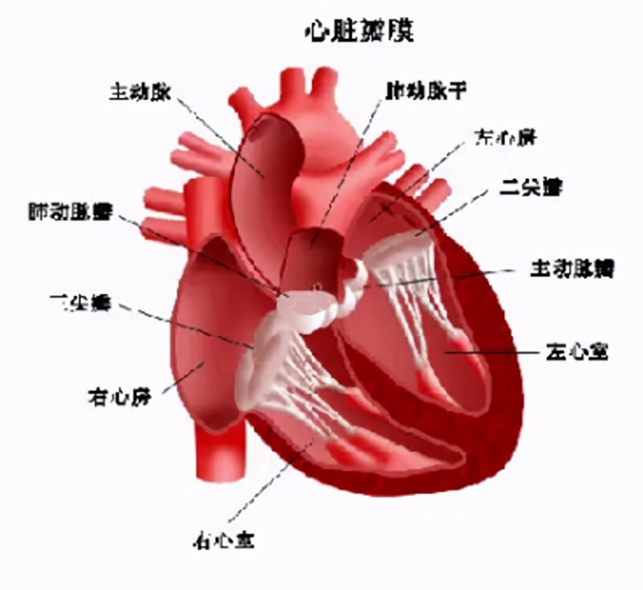 频发室性早搏应该怎么办？需要吃药吗？