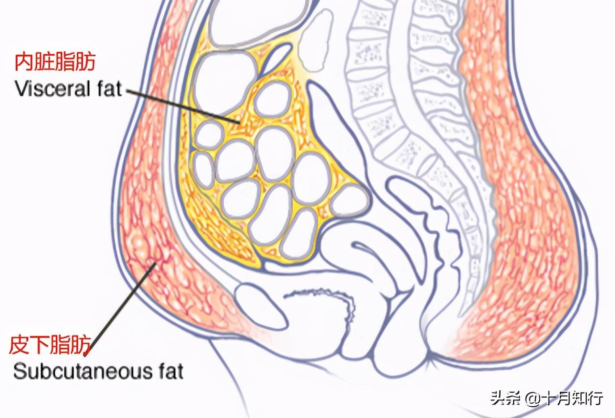 如何减掉顽固的腹部脂肪？不是做腹部动作就行，要从5个方面做起