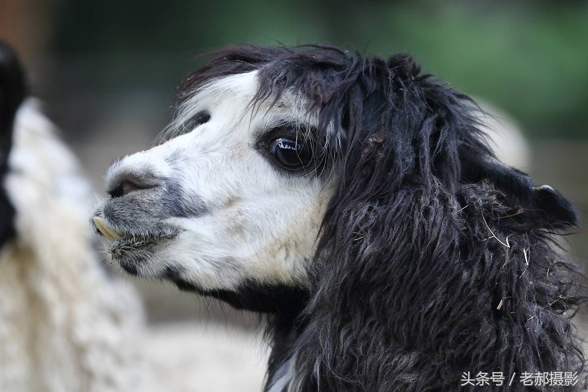 十大神兽之草泥马