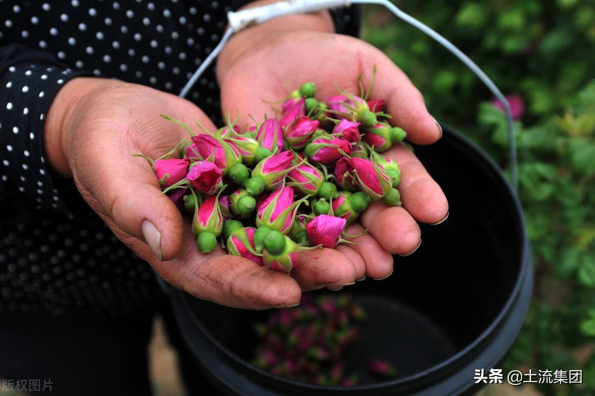 农村种植哪些能赚钱？农村种植什么前景好？