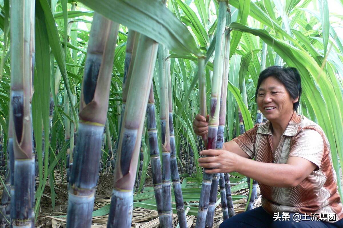 农村种植哪些能赚钱？农村种植什么前景好？