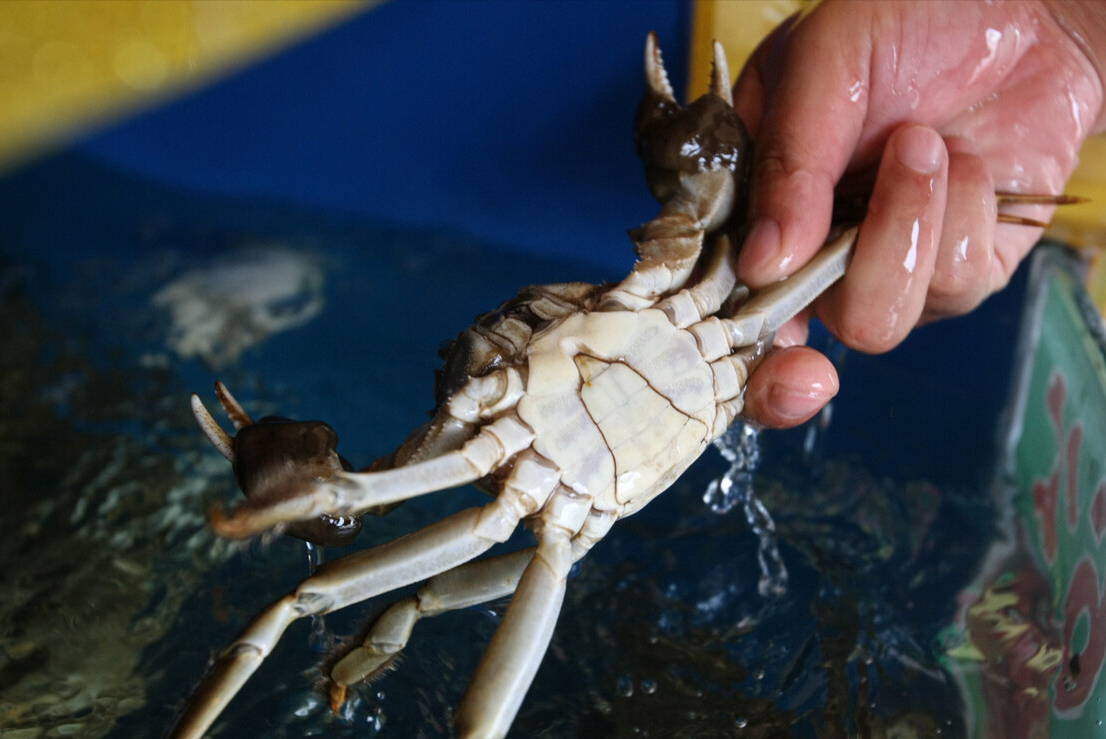 买螃蟹，公蟹母蟹区别大，记住3个挑选技巧，螃蟹个个鲜活肥美