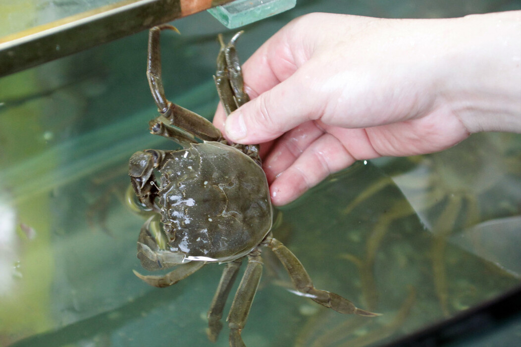 买螃蟹，公蟹母蟹区别大，记住3个挑选技巧，螃蟹个个鲜活肥美