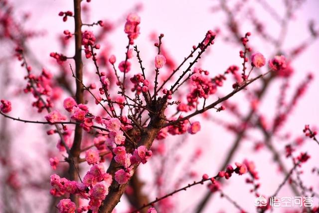 花中君子是哪四种花（花中四君子有哪四个）