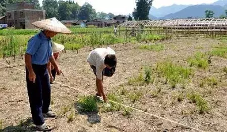 亩数怎么算计算公式（一亩地怎样计算怎样测量土地亩数）