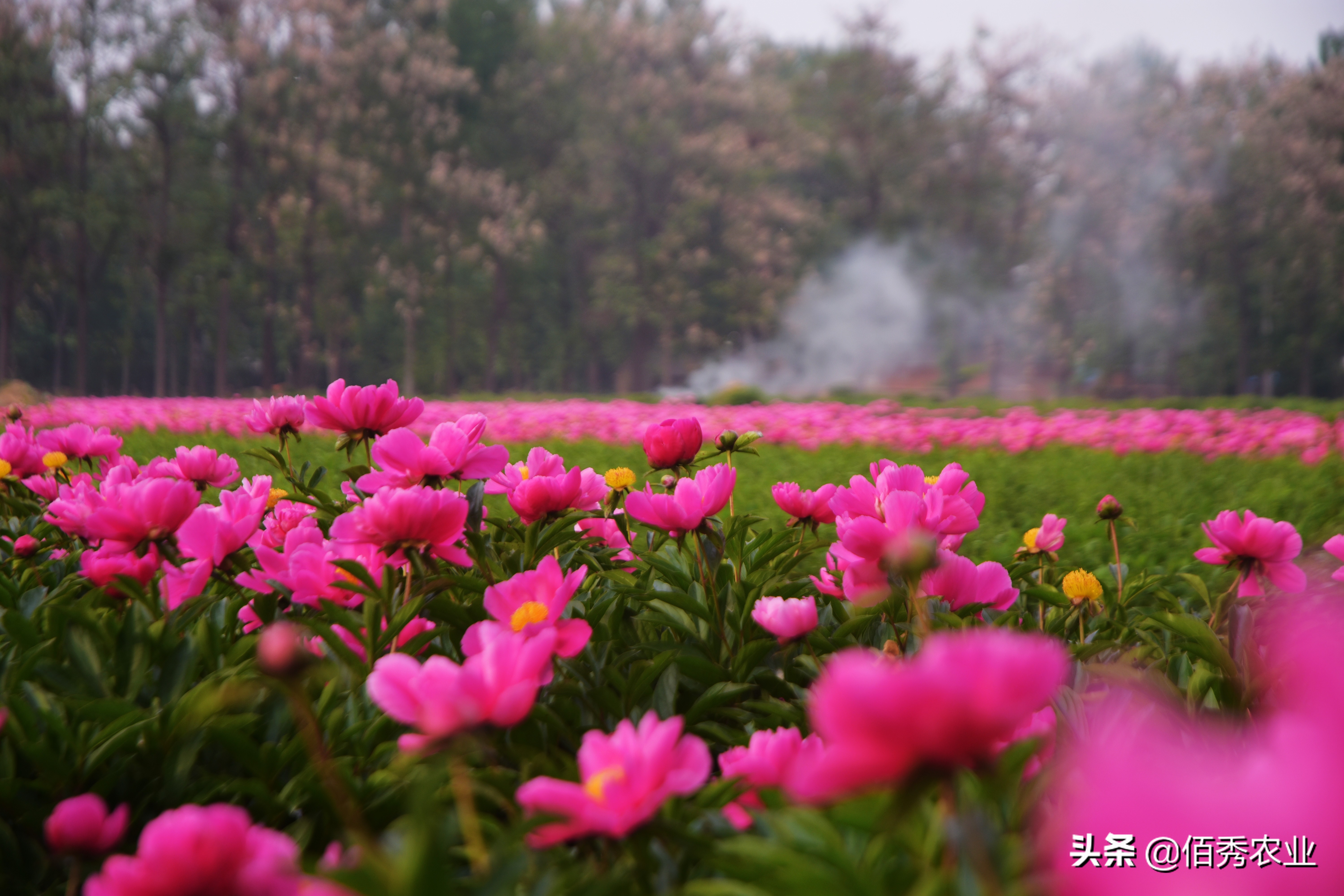 种植什么药材赚钱（引流推广是什么意思是什么工作）