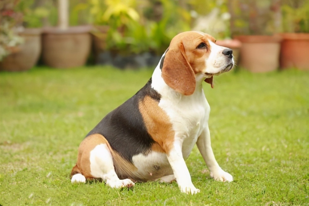 米格鲁猎兔犬又称为"比格犬,是世界名犬犬种之一,在分类上属于狩猎犬