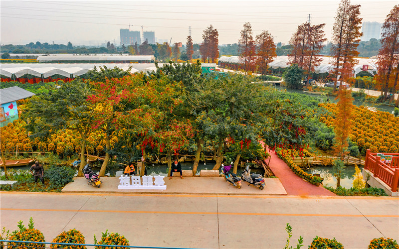 种植什么最赚钱农村（农村种植什么快致富不愁销路）