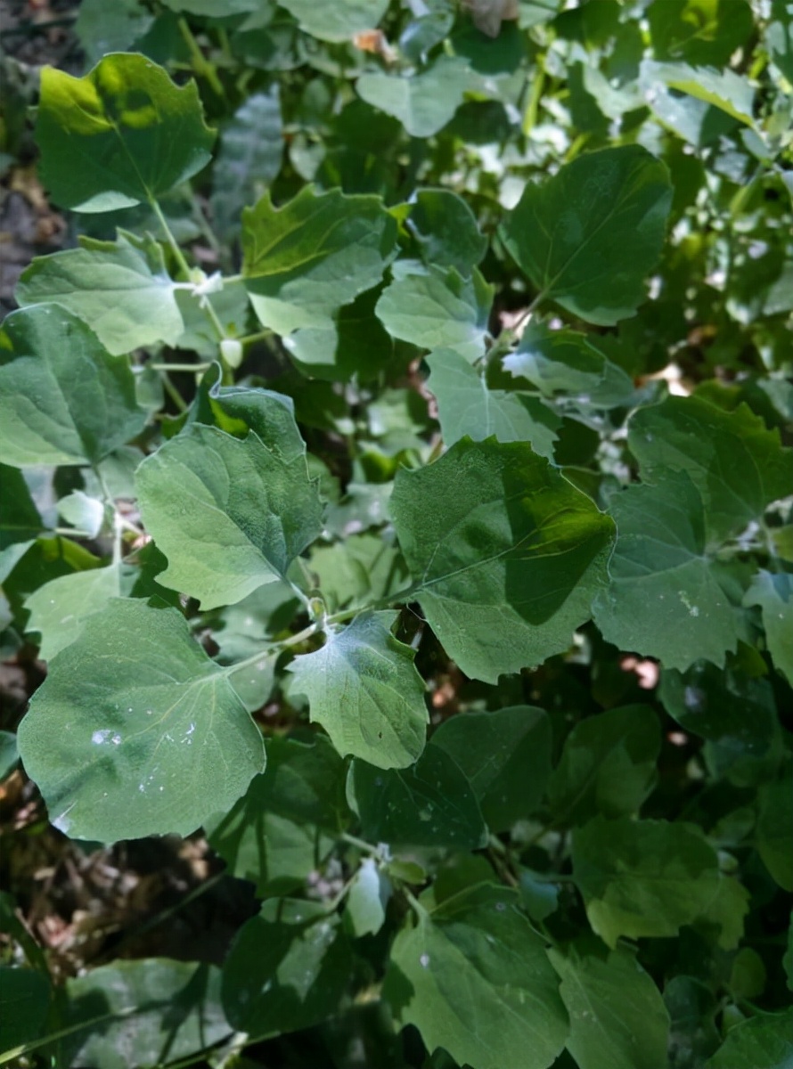 种植什么能致富（见效快的种植项目）